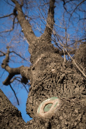 naked tree branches against the blue sky. Look up