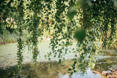 Leaves and branches of birch tree over the river or pond and warm sun shining through. Summer spring background. Selective focus shot with shallow DOF.の写真素材