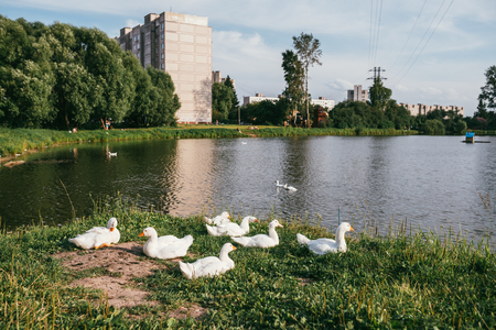 a herd of beautiful white geese grazing on green lawns on the background of the lake and treesの写真素材