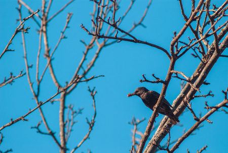 the starling sits on the tree branch of his beak are bugs for posterity. Concept of care in the wild natureの写真素材
