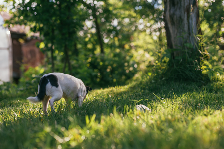 the little dog Chihuahua playing outside on the grass spring lawn. Selective focus bokeh background. Back viewの写真素材