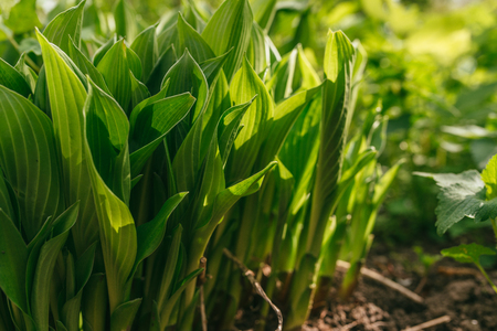 an armful of lily of the valley bush without flowers, illuminated by the bright sun of Spring Dayの写真素材