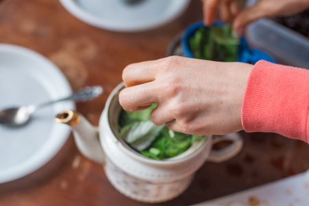 womans hand in the frame brews a fragrant summer tea from the leaves collected in the garden. Selective focus macro shot with shallow DOFの写真素材