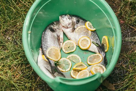 fresh and raw fish with lemon and parsley in a green plastic basin in the garden in summer, ready and wait for the rost. Selective focus macro shot with shallow DOFの写真素材