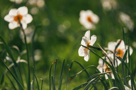 Beautiful white flowers narcissus on green spring lawn lit by bright sunlight. Selective focus macro...
