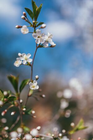 Apple blossom branch background with lovely pink color over blue sky. Selective focus macro shot with shallow DOF. Lit by bright sun light.の写真素材