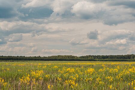Beautiful summer landscape with yellow flowers on foreground and deep green woods and beautiful sky with fluffy clouds at backgroundの写真素材