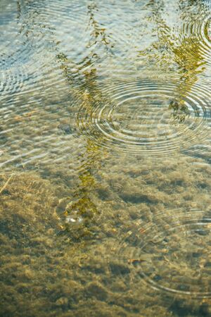 rain circles on the transparent surface of the water in shallow water. A warm spring rainy day.