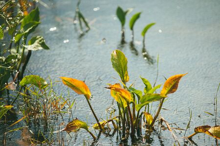 Yellow green leaves of an aquatic plant in the rain on a pond. Wild river in park or garden. Ecology...