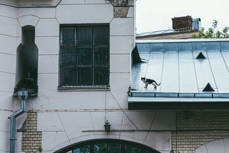 a lonely black-and-white kitten on the metal roof of an old house, looking down at the camera wistfully.の写真素材
