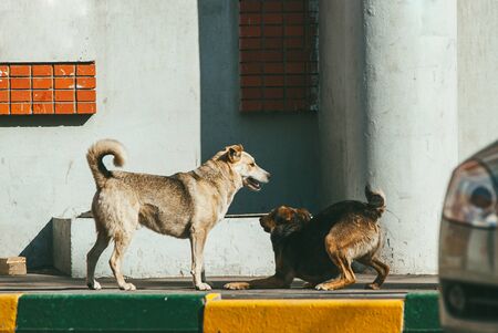 two yard dogs play near the wall of an apartment building.