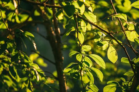juicy leaves of the garden tree, illuminated by the bright evening sun. Selective focus macro shot...