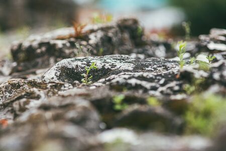 Old cobblestones covered with moss with sprouts sprouting through. Selective focus macro shot with shallow DOFの写真素材