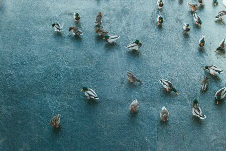 a large group of ducks are warming in the water of the winter lake waterfall.の写真素材