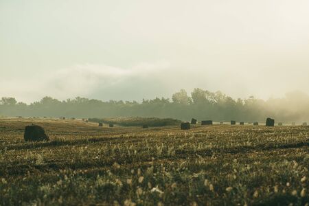 A late summer morning misty landscape with round hay bales. Scene of harvest and fertility