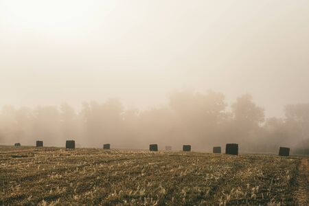 A late summer morning misty landscape with round hay bales. Scene of harvest and fertility