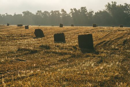 A late summer morning misty landscape with round hay bales. Scene of harvest and fertilityの写真素材