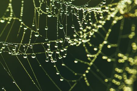 Close-up of a web with dew drops. Morning spring photo in nature. Selective focus macro shot with...