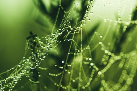 Close-up of a web with dew drops. Morning spring photo in nature. Selective focus macro shot with shallow depth of field.の写真素材