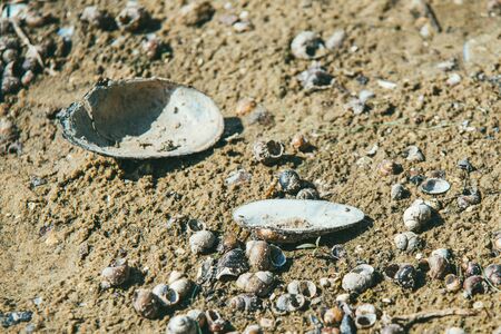 Dry sandy river Bank with large number of snails on the sand illuminated by the bright spring sun