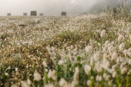 Fluffy bushes Timothy grass in the early spring morning under the bright and gentle sunrays. Selective focus macro shot with shallow DOF.の写真素材