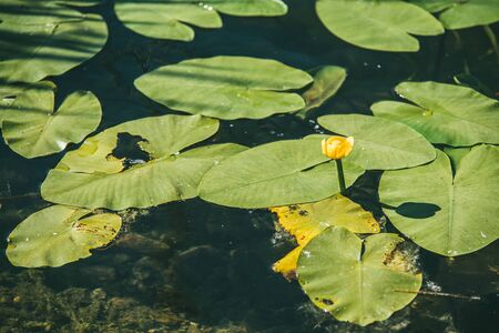 Yellow water lily surrounded by beautiful broad leaves illuminated by the bright spring sunの写真素材