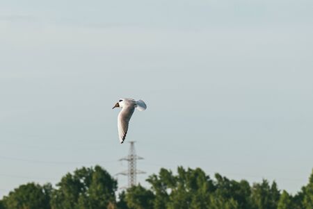 Seagull flies on the background of the sky and forest. The concept of freedom and overcoming spaceの写真素材