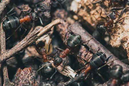 forest ants team carry out their work in an anthill. A perfect example of teamwork. Selective focus macro shot with shallow DOFの写真素材