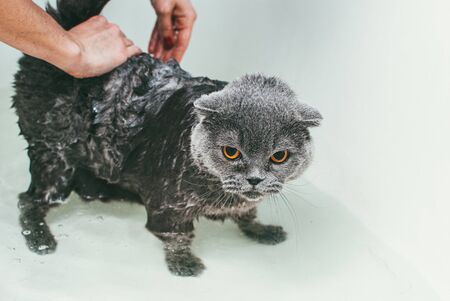 Grey Scottish fold cat takes a bath with his owner. She takes care of him and thoroughly washes his furの写真素材