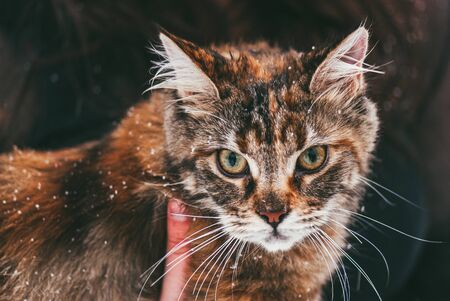 A motley cat sits in the hands of the owner. Outside in the winter. Snow falls.の写真素材