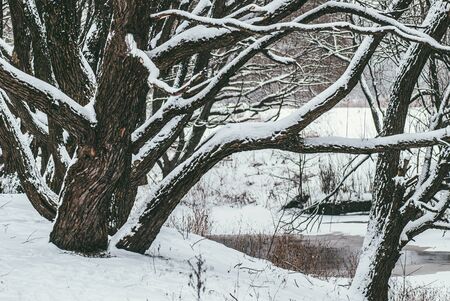 Beautiful branching trees of weeping willow over the Bank of the frozen river. Winter landscape
