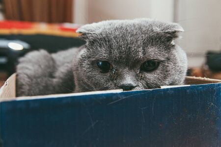 Grey Scottish fold cat sitting in blue shoe box. Cats are usually very curious and climb into boxes