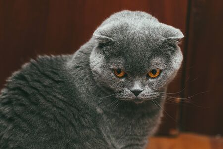 Scottish fold gray cat with orange eyes, closeup portrait.