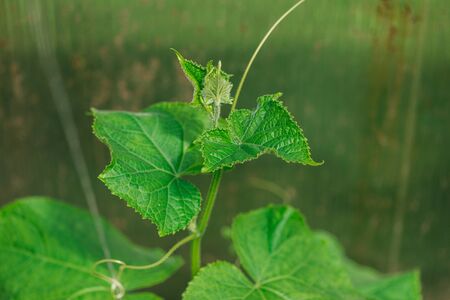 young cucumber bushes without foetus in the greenhouse. The concept of isolation and subsistence farming. Selective focus macro shot with shallow DOF.の写真素材
