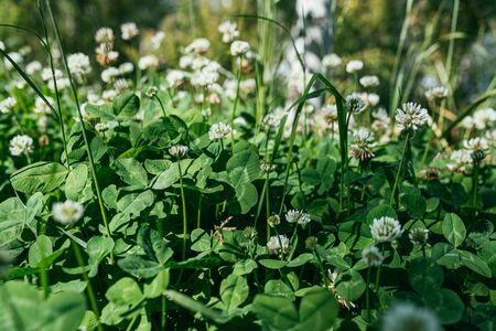 white Flowering clover Trifolium pratense. selective focus macro shot with shallow DOF