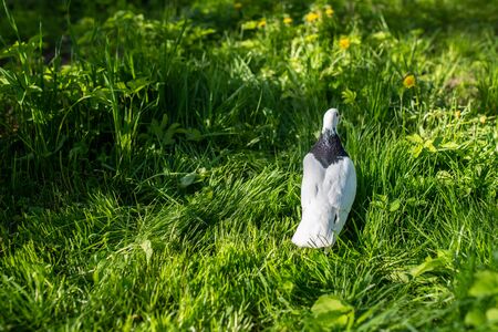 White dove walks on the green grass of the backyard lit by the summer sunの写真素材
