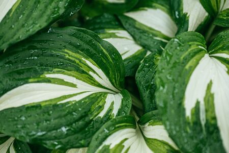 Beautiful green-white striped leaves of Hosta plant. Selective focus macro shot with shallow DOF