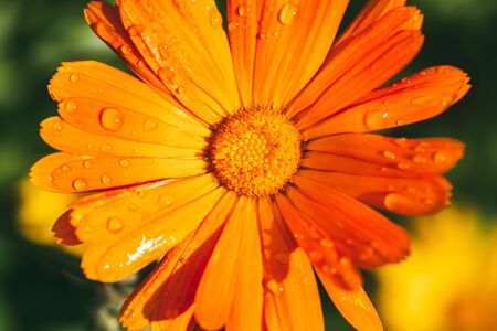 bright orange marigold flowers strewn with drops of morning dew. Selective focus macro shot with shallow DOFの写真素材