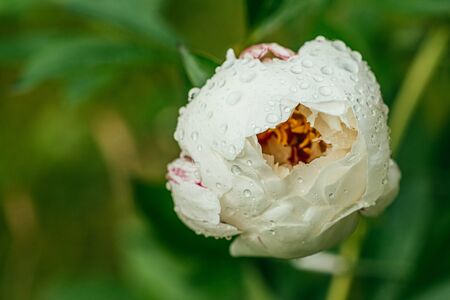 White not fully bloomed peon covered with morning dew on a background of green foliage. Selective focus macro shot with shallow DOF.の写真素材