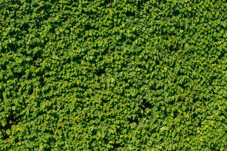 living fence of ancient green lindens background textureの写真素材