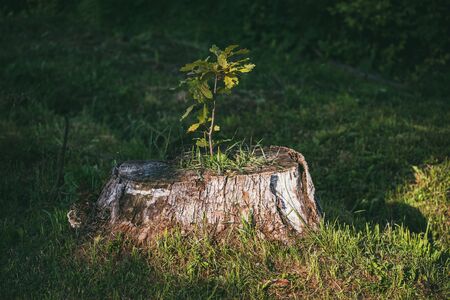 The green shoot of a young oak tree grows from the stump of a tree that was once cut down. The concept of overcoming and the idea that we should never give upの写真素材