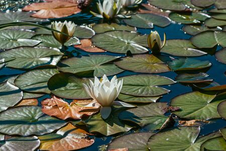 White water lily surrounded by beautiful broad leaves illuminated by the bright spring sunの写真素材