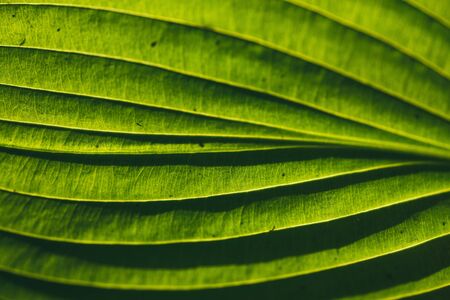 A bright green leaf pattern texture illuminated by the sun the sun on the reverse side. Selective focus macro shot with shallow DOFの写真素材