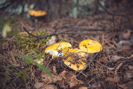 Yellow Russula mushrooms in the forest covered with moss and leaves. Selective focus macro shot with shallow DOFの写真素材
