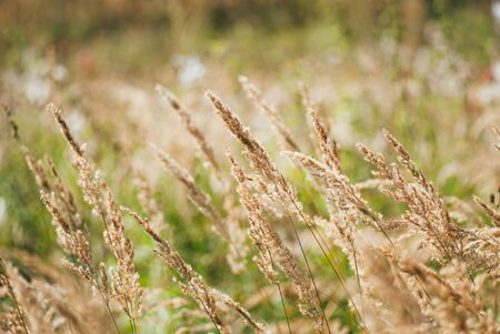 Beautiful Golden ears of grass illuminated by the summer sunの写真素材