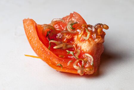 Sliced tomato slice with sprouted seeds inside on white backgroundの写真素材
