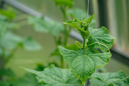 young cucumber bushes without foetus in the greenhouse. The concept of isolation and subsistence farming. Selective focus macro shot with shallow DOFの写真素材