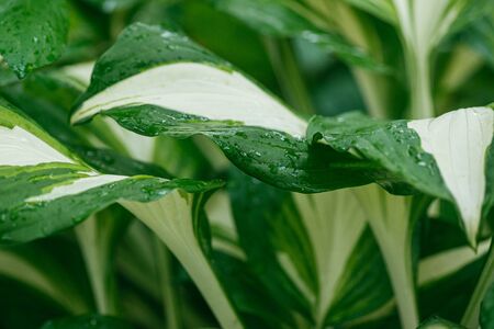 Beautiful green-white striped leaves of Hosta plant. Selective focus macro shot with shallow DOFの写真素材