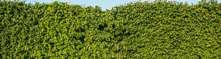 living fence of ancient green lindens background panorama texture with blue stripe of skyの写真素材