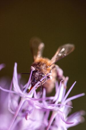 Bee collecting nectar on purple alum garlic flower. macro close-up. selective focus shot with shallow DOFの写真素材